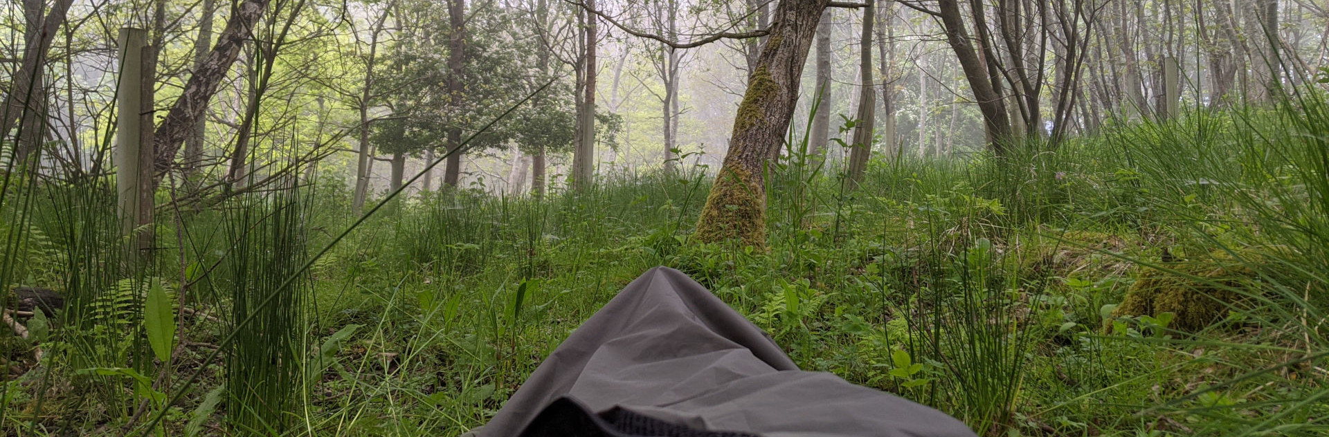 A picture of the wood shortly after dawn. The end of my sleeping bivvy bag is in frame.